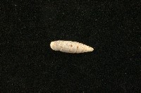 藏品(似謝氏煙管蝸牛)的圖片